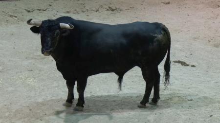 Imagen Visita gratuita a los corrales para ver los toros de los encierros