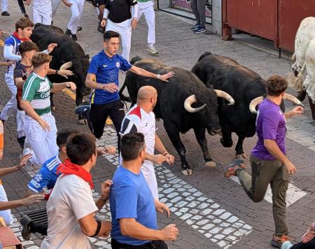 Imagen Los novillos del Montealto culminan una semana de encierros de emoción y velocidad en astas