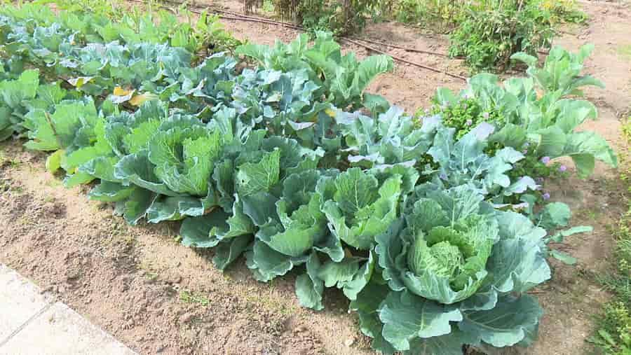 Imagen Los nuevos usuarios de los Huertos Urbanos de la avenida de Navarra recibirán las llaves este sábado 8 de noviembre