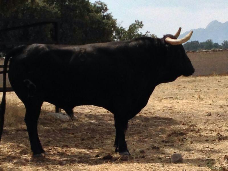 Imagen Ganadería de Victoriano del Río