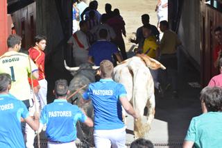 Imagen Los toros, en el momento de su entrada en la plaza.