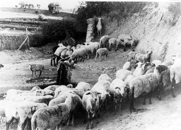 Imagen Rebaño de ovejas