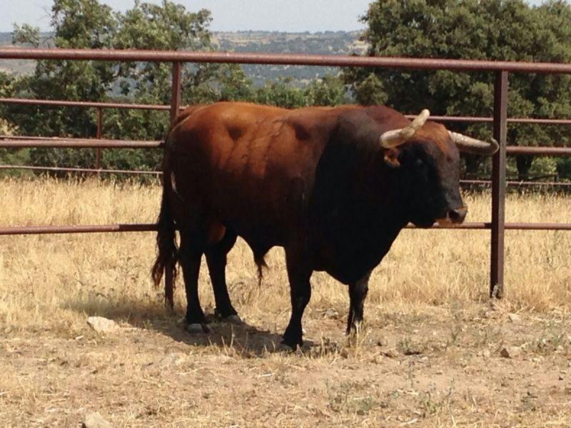 Imagen Ganadería de Torrealta