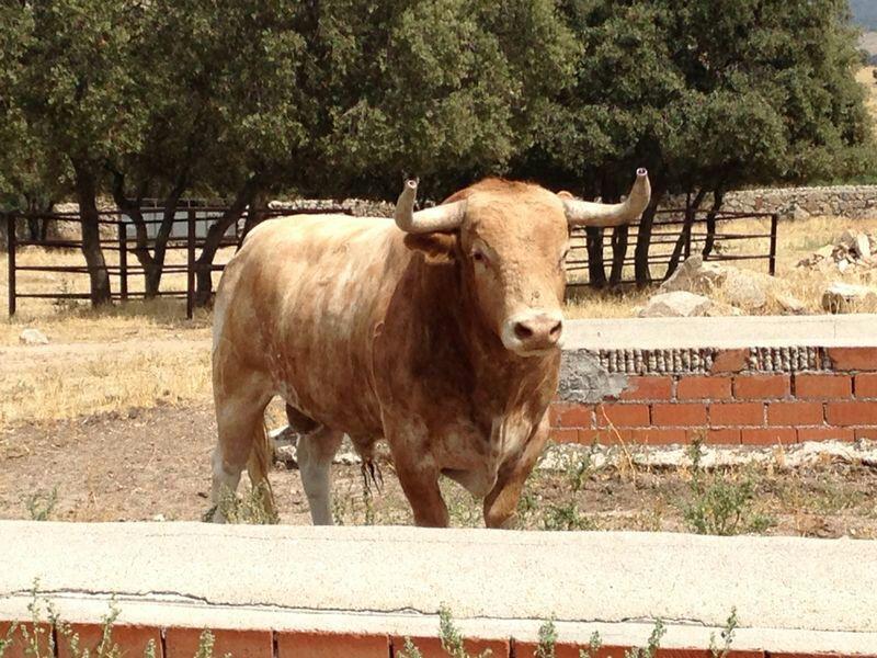 Imagen Ganadería de Victoriano del Río