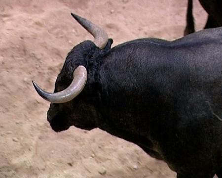 Imagen San Sebastián de los Reyes declara las fiestas de toros Patrimonio...