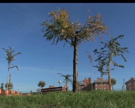 Imagen El Paseo Juana de Castilla, nuevo pulmón de Sanse