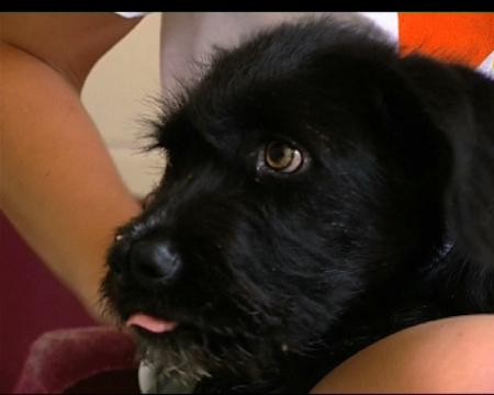 Imagen Una mascota no es un juguete