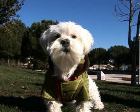 Imagen Mascotas de ciudad