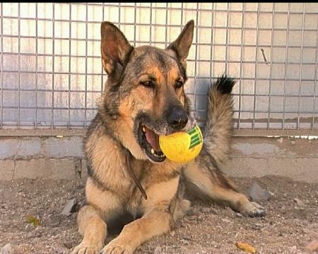 Imagen Una Nueva Ordenanza de Protección Animal