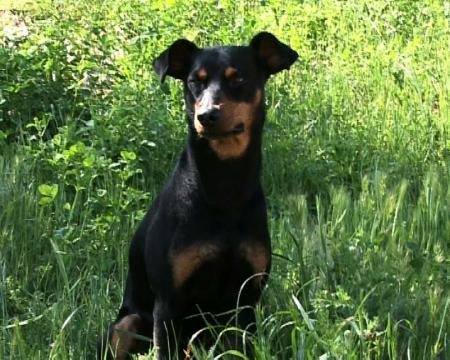 Imagen Nuevas áreas caninas