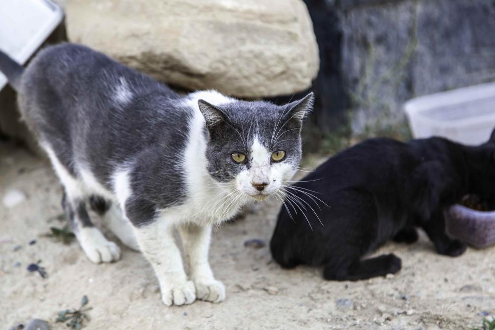 Imagen Nuestra ciudad, por primera vez, solicita y recibe de la Comunidad  de Madrid cerca de 4 000 euros para el control de las colonias felinas