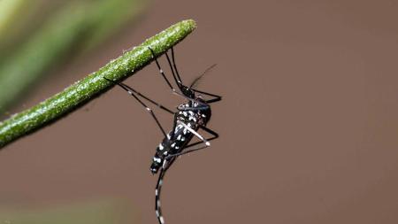 Imagen Medidas y recomendaciones municipales ante la presencia confirmada del...