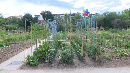 Imagen La cuarta convocatoria de huertos urbanos recibe 751 peticiones