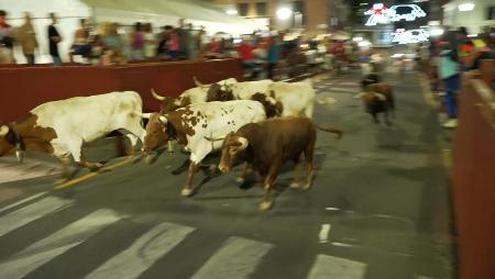 Imagen Gran expectación en el encierro nocturno, con reses de Peña de Francia