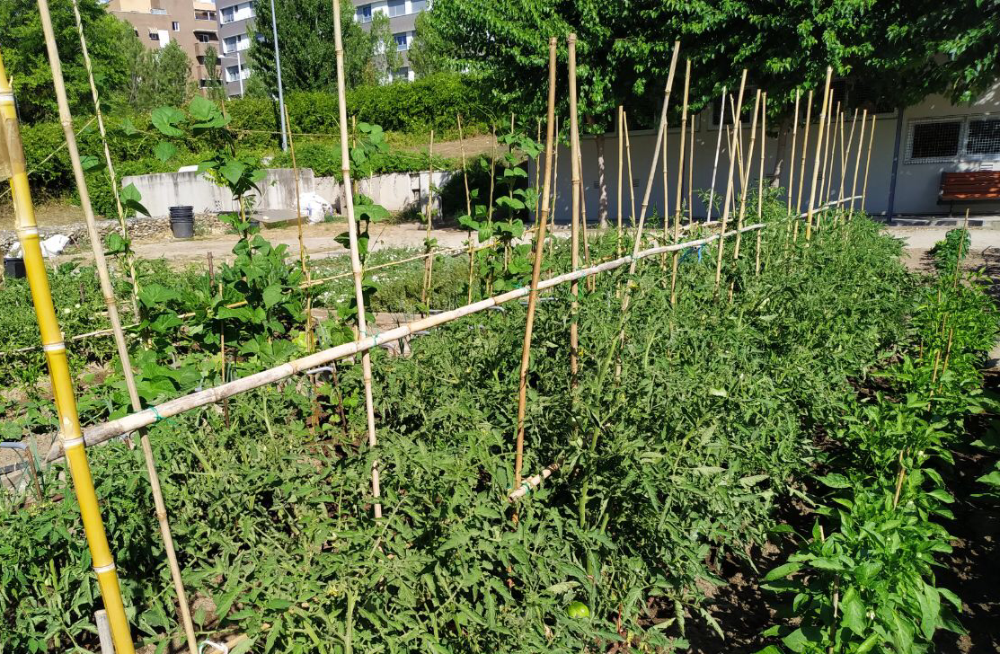 Imagen El 10 de septiembre se celebrará el sorteo público de los huertos urbanos municipales