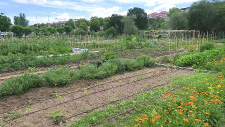 Imagen Ya hay ganadores del sorteo para el uso de parcelas de los huertos urbanos