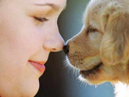 Imagen Protección animal